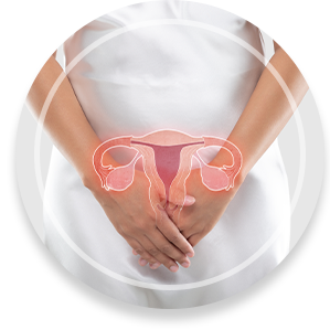 Illustration of the uterus is on the woman's body, On a gray background, The female anatomy concept