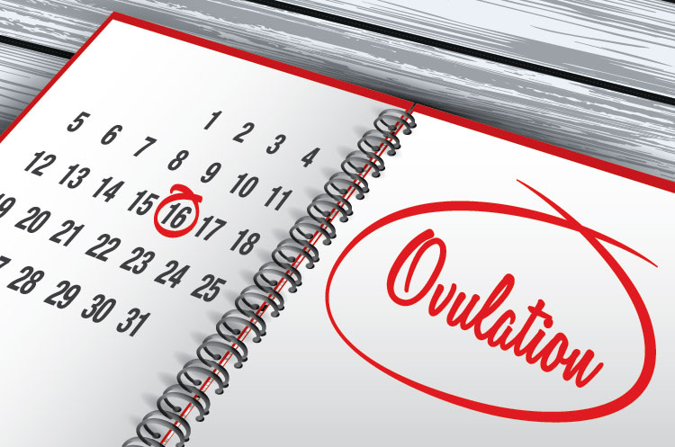 How-to-Know-When-Youre-Ovulating