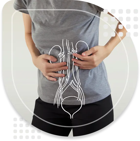 Human Female Kidney Anatomy highlighted red on body